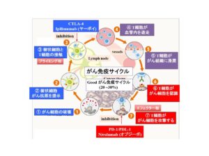 台湾発祥のミトコンドリア機能を改善する方法　がん治療赤木メソッド　赤木純児先生第５回　